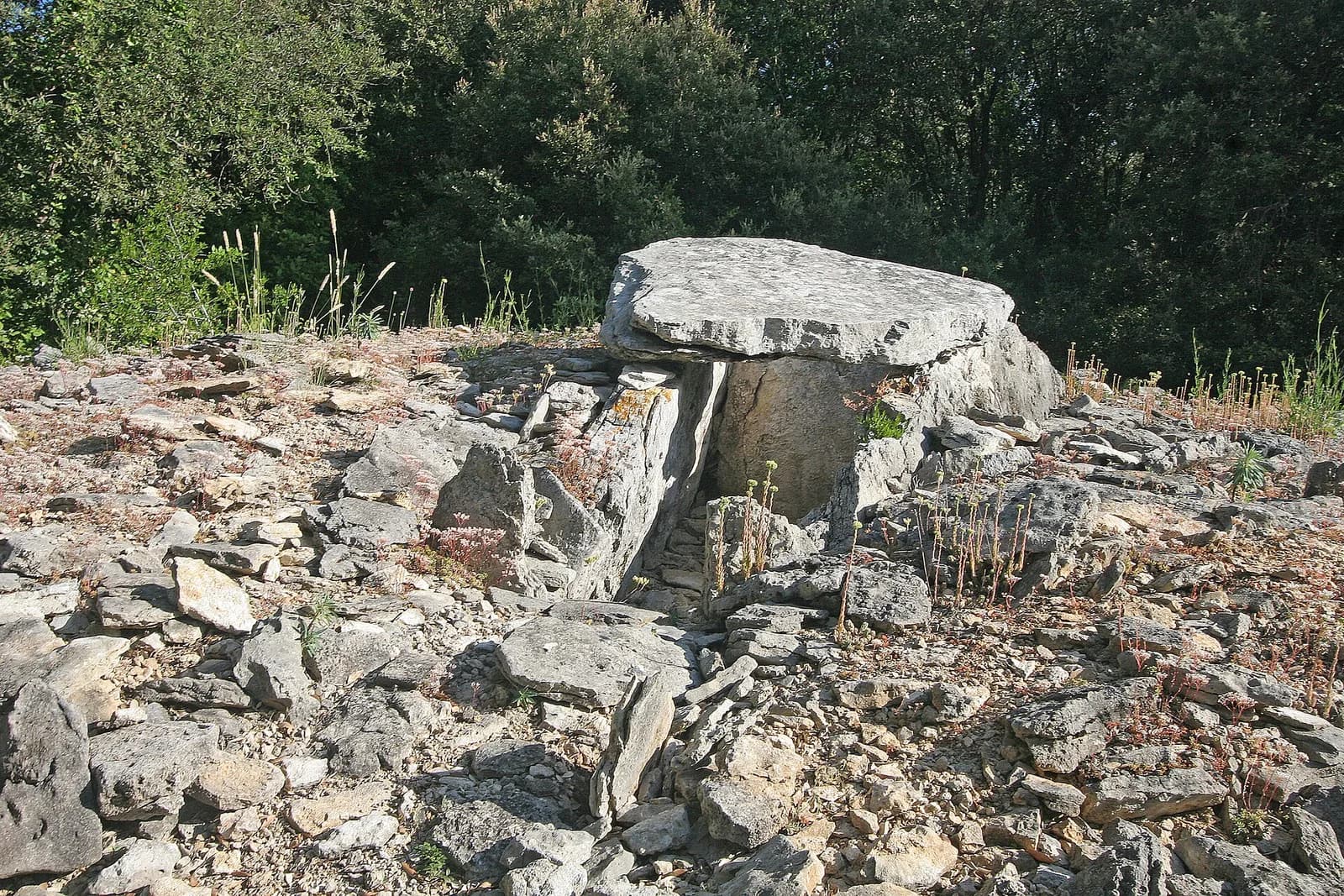 Un dolmen du Bois des Géantes : une grande dalle posée sur des pierres dressées, au milieu des cailloux calcaires et des arbres