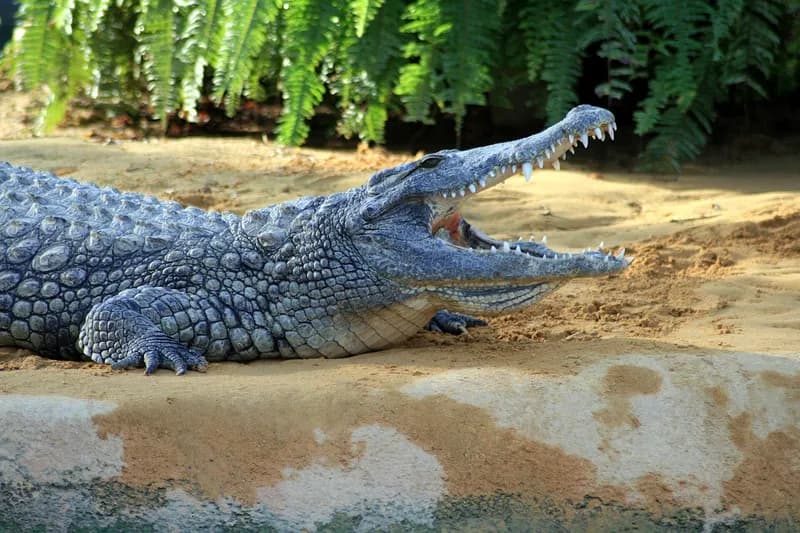 Un crocodile du Nil, gueule ouverte, allongé sur le sable sous des fougères à la Ferme aux Crocodiles