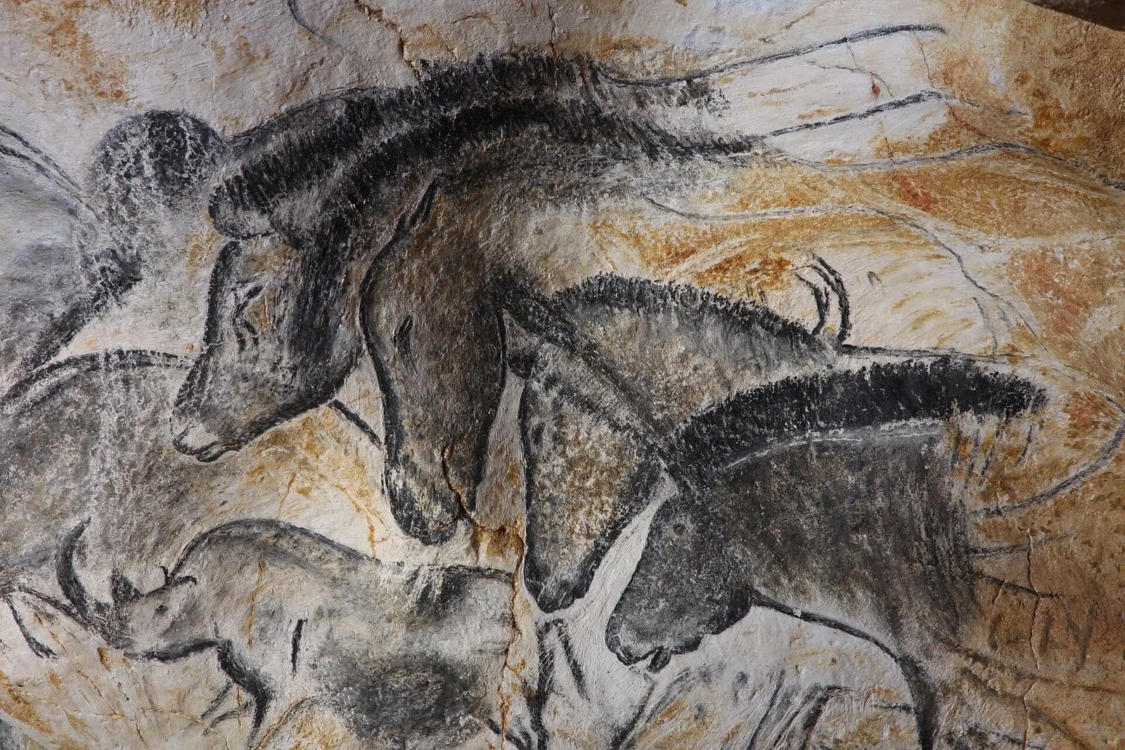 Détail du panneau des chevaux, dans la réplique de la grotte Chauvet : quatre têtes de chevaux dessinées au charbon sur la paroi ocre, au-dessus de deux rhinocéros